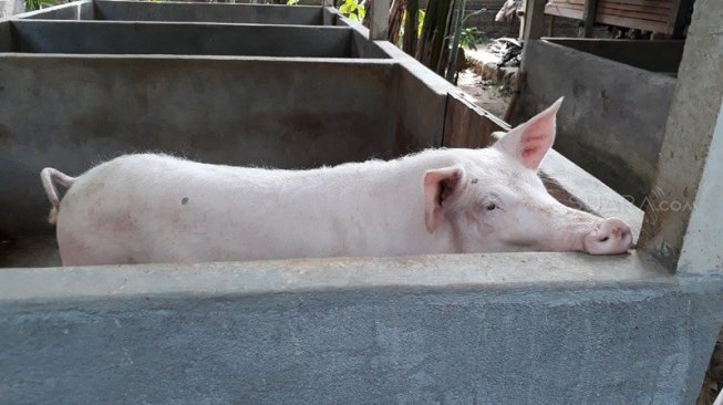 33894-kotoran-babi-diolah-menjadi-biogas-suaracomrisna
